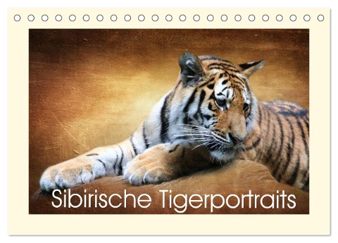 Sibirische Tigerportraits (Tischkalender 2024 DIN A5 quer), CALVENDO Monatskalender - Heike Hultsch