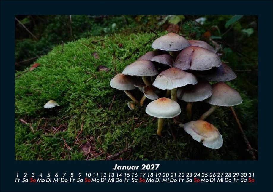 InsideView 5