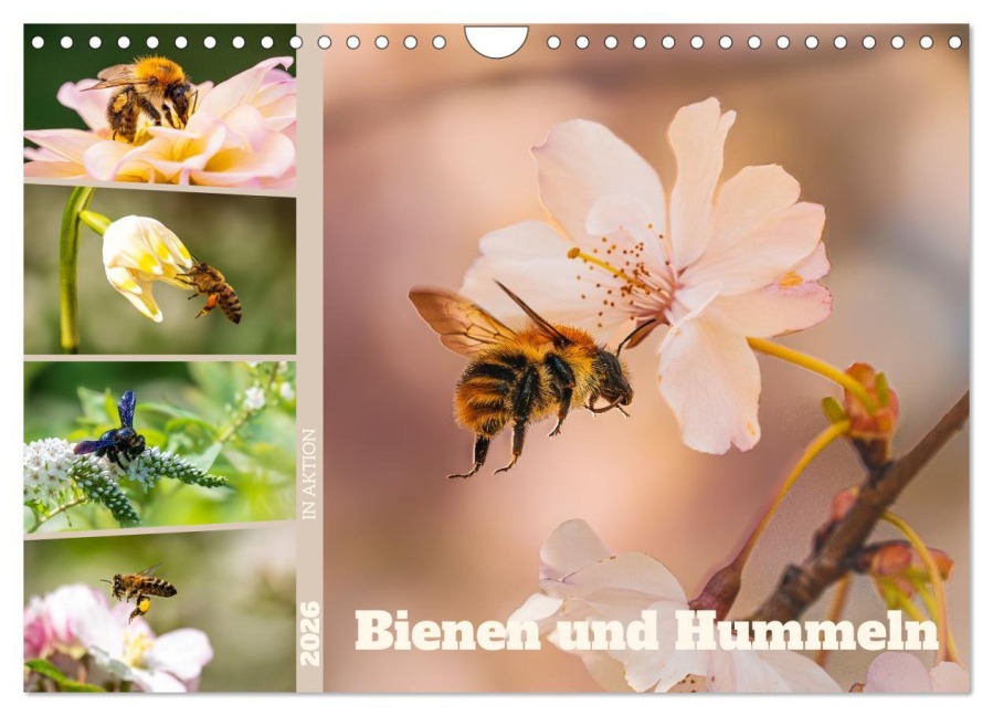 Bienen und Hummeln in Aktion (Wandkalender 2026 DIN A4 quer), CALVENDO Monatskalender - Christoph Maas
