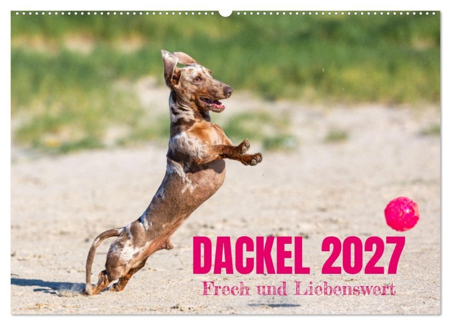 DACKEL 2027 Frech und Liebenwert (Wandkalender 2027 DIN A2 quer), CALVENDO Monatskalender - Annett Mirsberger Tierpfoto