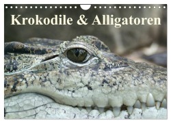 Cover-Bild zum Titel 'Krokodile & Alligatoren (Wandkalender 2027 DIN A4 quer), CALVENDO Monatskalender' von 'Elisabeth Stanzer'