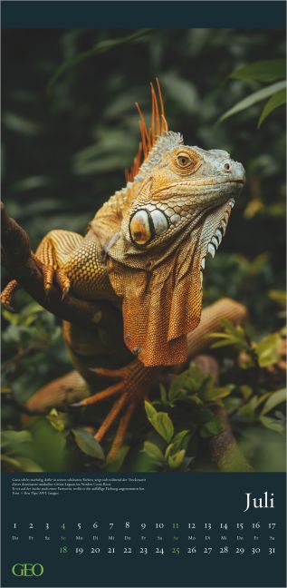 InsideView 4