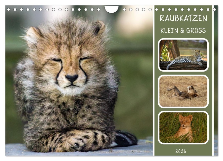 Raubkatzen - groß & klein (Wandkalender 2026 DIN A4 quer), CALVENDO Monatskalender - MoNo-Foto MoNo-Foto