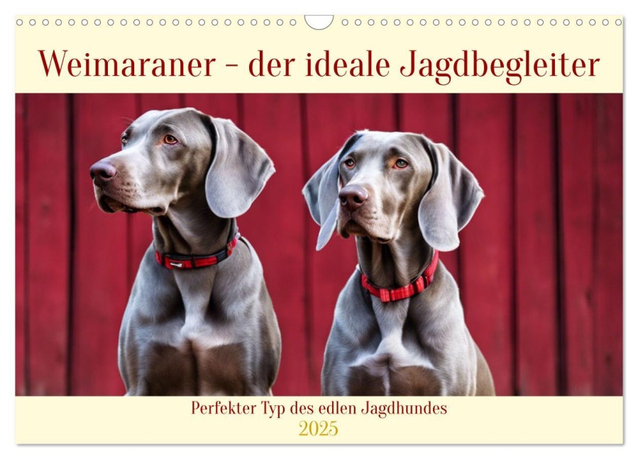 Weimaraner - der ideale Jagdbegleiter (Wandkalender 2025 DIN A3 quer), CALVENDO Monatskalender - Claudia Kleemann
