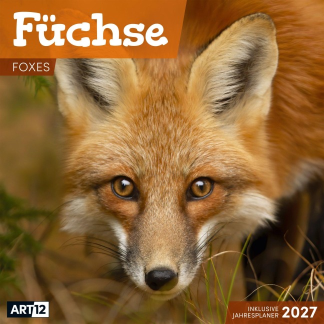 Füchse Kalender 2027 - 30x30 - Art12 - 