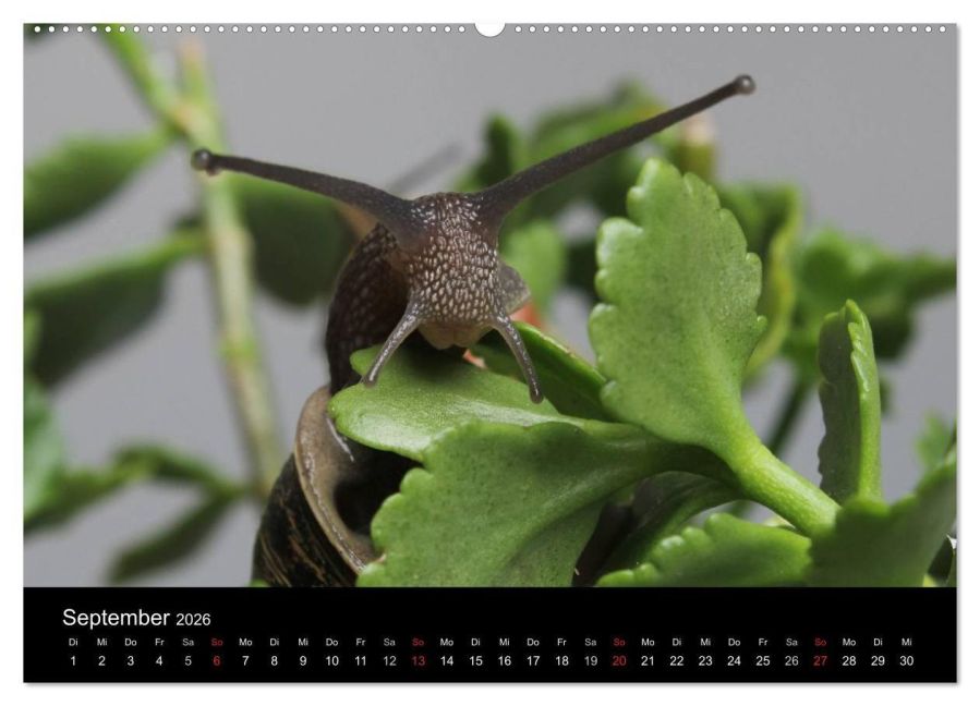 InsideView 13