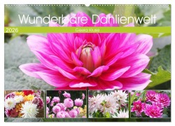 Wunderbare Dahlienwelt (Wandkalender 2026 DIN A2 quer), CALVENDO Monatskalender - Gisela Kruse