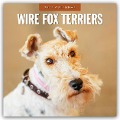 Wire Fox Terriers - Drahthaar Foxterrier 2025 - 16-Monatskalender - 