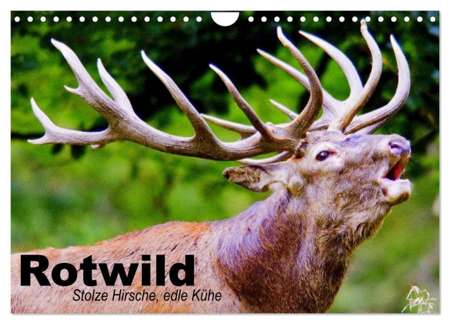 Rotwild. Edle Hirsche, stolze Kühe (Wandkalender 2026 DIN A4 quer), CALVENDO Monatskalender - Elisabeth Stanzer