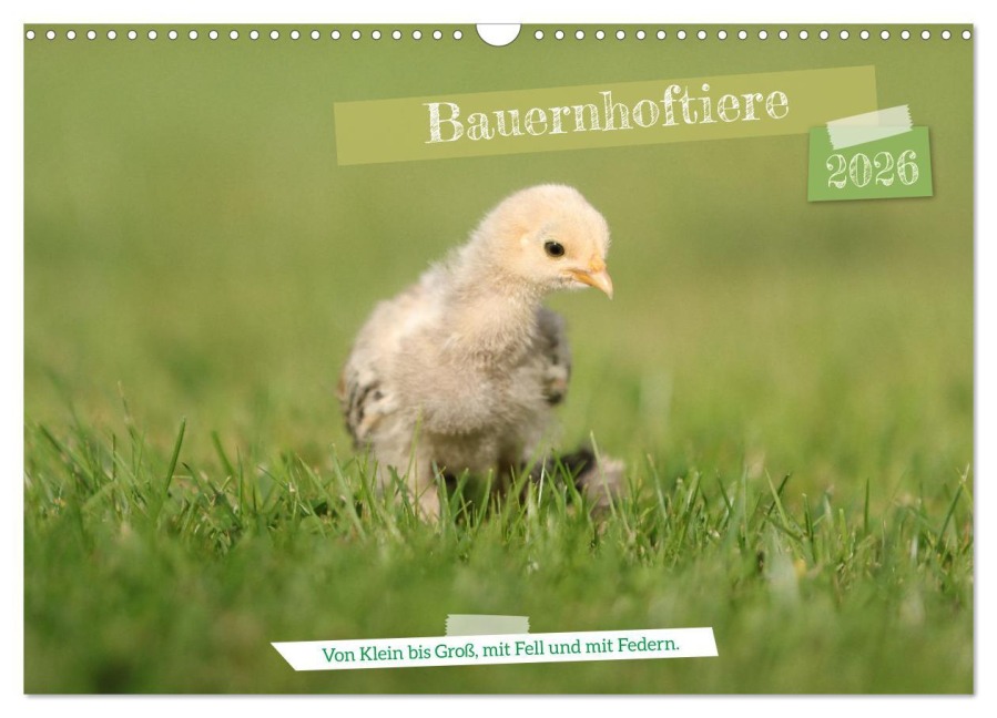 Bauernhoftiere - Von Klein bis Groß, mit Fell und mit Federn. (Wandkalender 2026 DIN A3 quer), CALVENDO Monatskalender - Angela Merk