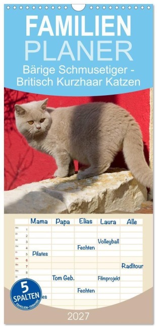Familienplaner 2027 - Bärige Schmusetiger - Britisch Kurzhaar Katzen mit 5 Spalten (Wandkalender, 21 x 45 cm) CALVENDO - Fotodesign Verena Scholze