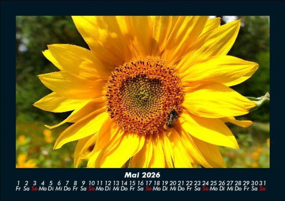 InsideView 9