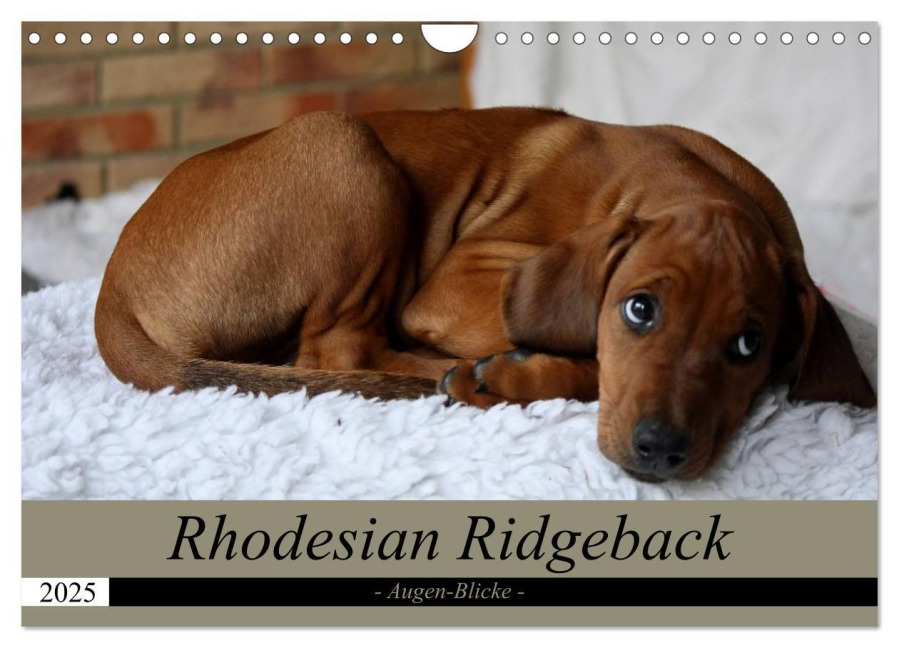 Rhodesian Ridgeback Augen-Blicke (Wandkalender 2025 DIN A4 quer), CALVENDO Monatskalender - Dagmar Behrens
