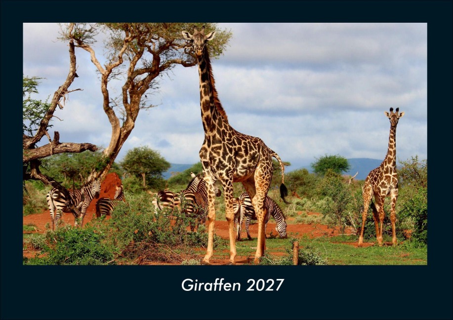 Giraffen 2027 Fotokalender DIN A4 - Tobias Schmitt, Kevin Heber