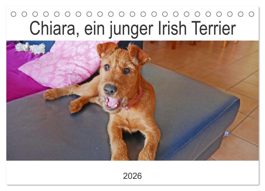 Chiara, ein junger Irish Terrier (Tischkalender 2026 DIN A5 quer), CALVENDO Monatskalender - Claudia Schimon