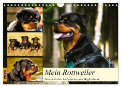 Mein Rottweiler. Nervenstarker Gebrauchs- und Begleithund (Wandkalender 2025 DIN A4 quer), CALVENDO Monatskalender - Rose Hurley