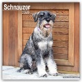 Schnauzer - Schnauzer 2025 - 16-Monatskalender - Avonside Publishing Ltd