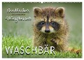 Waschbär - Niedlicher Allesfresser (Wandkalender 2025 DIN A2 quer), CALVENDO Monatskalender - Peter Roder
