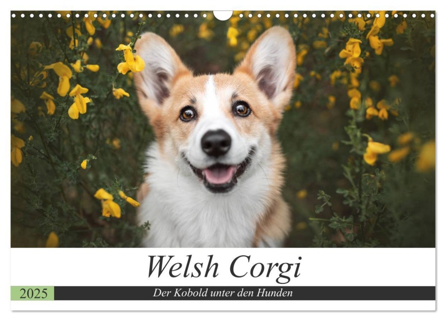 Welsh Corgi - Der Kobold unter den Hunden (Wandkalender 2025 DIN A3 quer), CALVENDO Monatskalender - Maria Ahrens