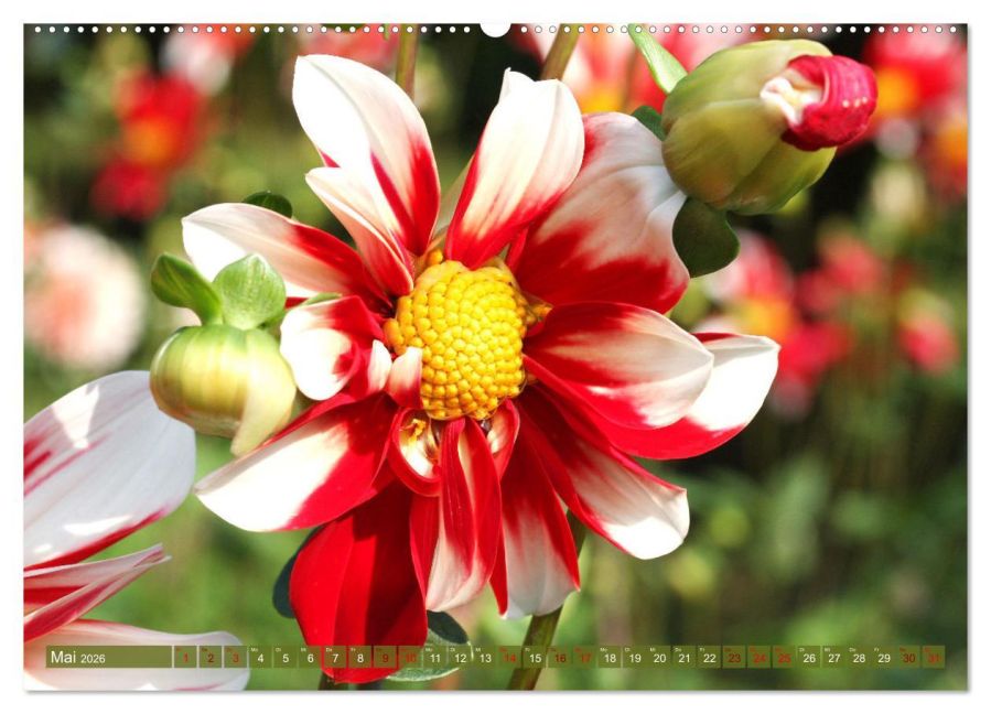 InsideView 9