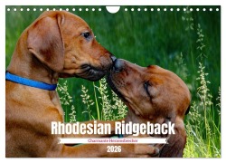 Rhodesian Ridgeback, Charmante Herzensbrecher (Wandkalender 2026 DIN A4 quer), CALVENDO Monatskalender - Dagmar Behrens