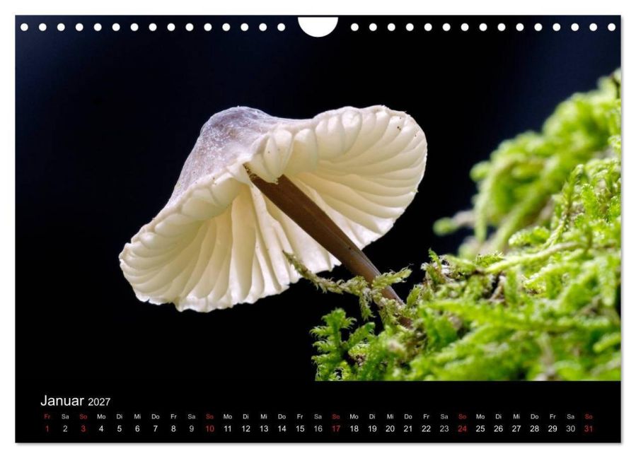 InsideView 6