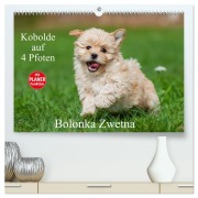 Cover-Bild zum Titel 'Kobolde auf 4 Pfoten - Bolonka Zwetna (hochwertiger Premium Wandkalender 2026 DIN A2 quer), Kunstdruck in Hochglanz' von 'Sigrid Starick'
