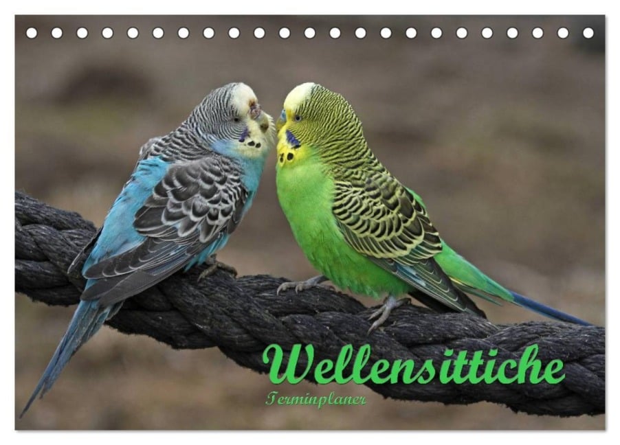 Terminplaner Wellensittiche (Tischkalender 2026 DIN A5 quer), CALVENDO Monatskalender - Antje Lindert-Rottke