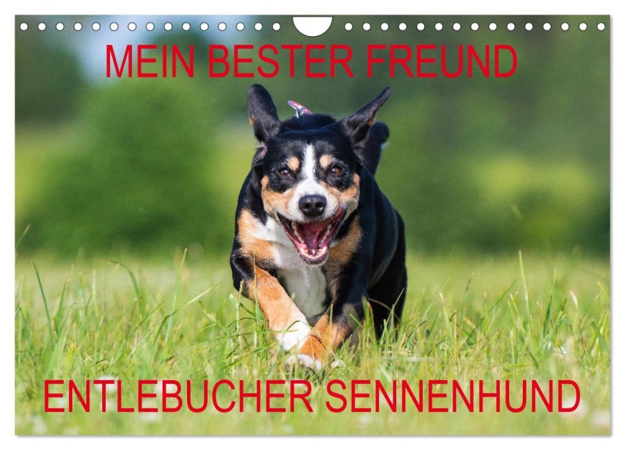 Mein bester Freund - Entlebucher Sennenhund (Wandkalender 2026 DIN A4 quer), CALVENDO Monatskalender - 