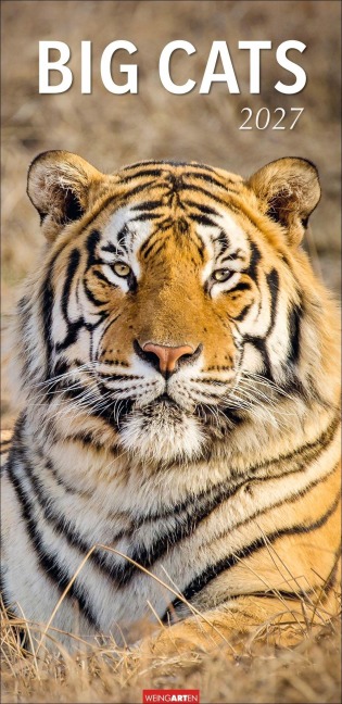 Big Cats Kalender 2027 - 
