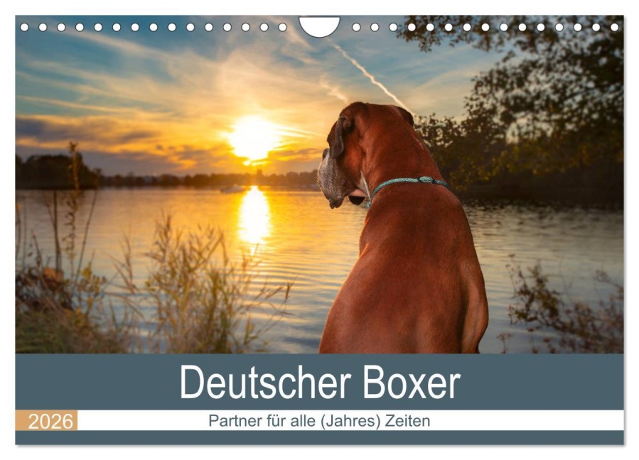 Deutscher Boxer (Wandkalender 2026 DIN A4 quer), CALVENDO Monatskalender - Kerstin Mielke