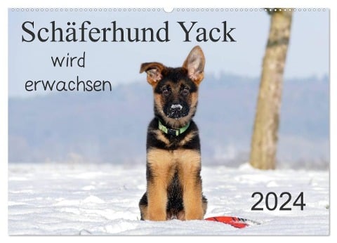 Schäferhund Yack wird erwachsen (Wandkalender 2024 DIN A2 quer), CALVENDO Monatskalender - Petra Schiller