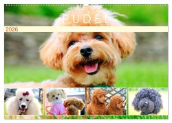 Pudel. Lustige Allrounder im Wollfell (Wandkalender 2026 DIN A2 quer), CALVENDO Monatskalender - Rose Hurley