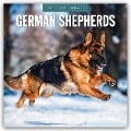 German Shepherds - Deutscher Schäferhund 2025 - 16-Monatskalender - 