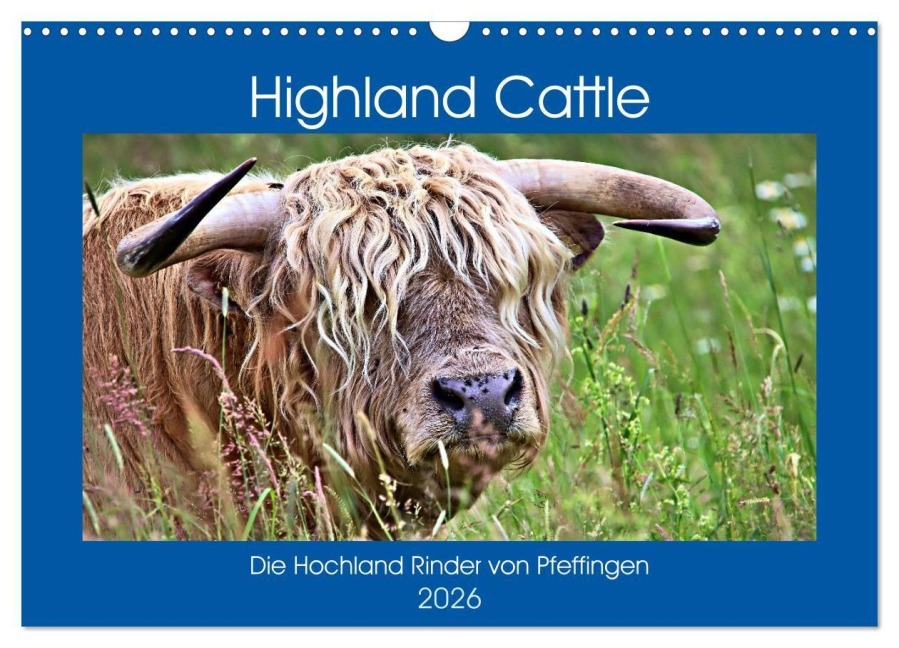 Highland Cattle, die Hochlandrinder aus Pfeffingen (Wandkalender 2026 DIN A3 quer), CALVENDO Monatskalender - Günther Geiger