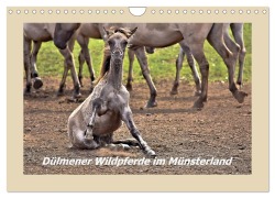 Dülmener Wildpferde im Münsterland (Wandkalender 2026 DIN A4 quer), CALVENDO Monatskalender - Bettina Hackstein