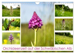 Cover-Bild zum Titel 'Orchideenzeit auf der Schwäbischen Alb (Wandkalender 2026 DIN A4 quer), CALVENDO Monatskalender' von 'Monika Scheurer'