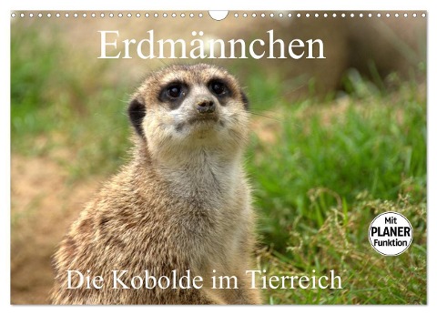 Erdmännchen - Die Kobolde im Tierreich (Wandkalender 2024 DIN A3 quer), CALVENDO Monatskalender - Arno Klatt