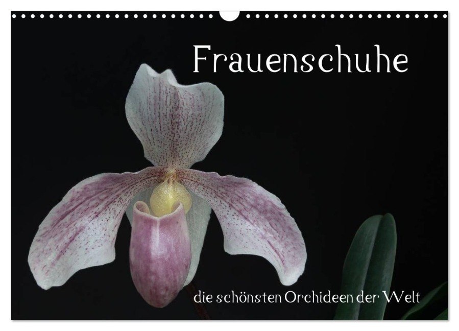 Frauenschuhe - die schönsten Orchideen der Welt (Wandkalender 2026 DIN A3 quer), CALVENDO Monatskalender - Holger Rochow