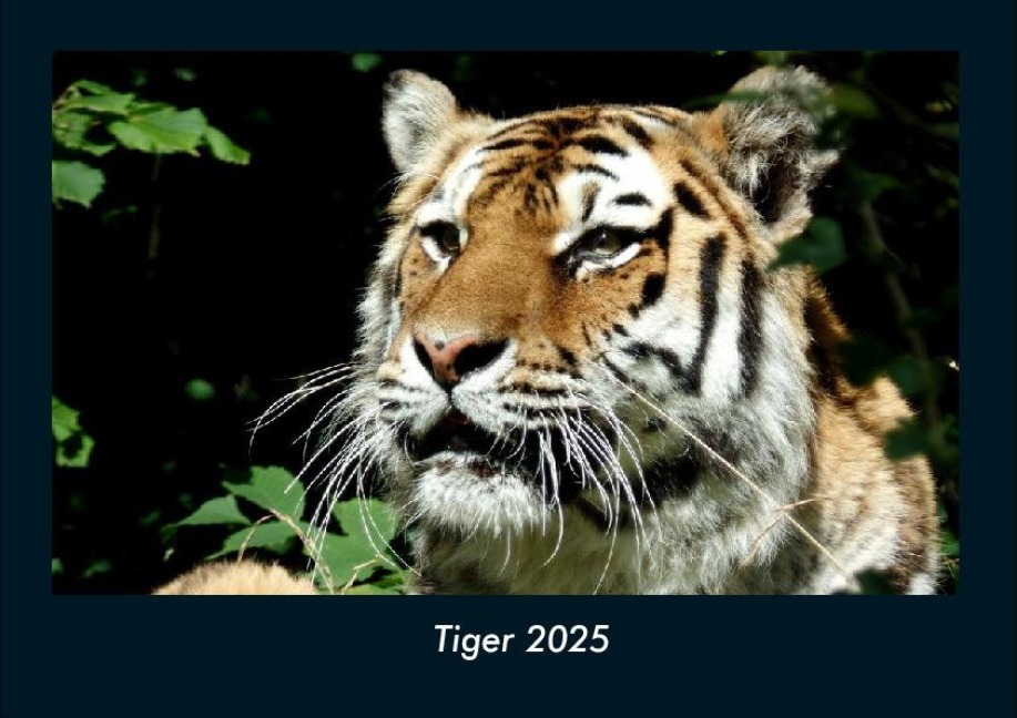 Tiger 2025 Fotokalender DIN A4 - Tobias Becker