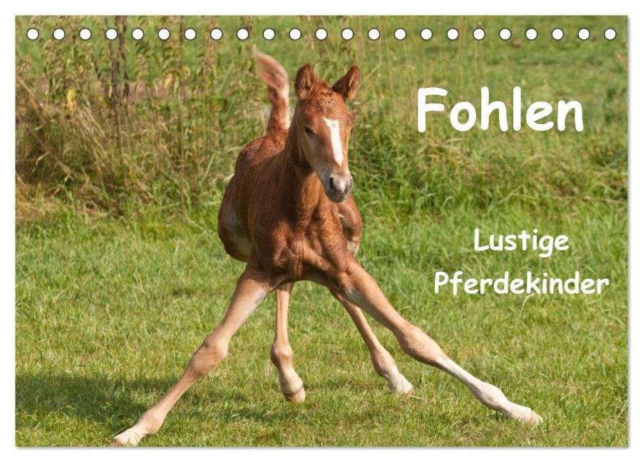 Fohlen - Lustige Pferdekinder (Tischkalender 2026 DIN A5 quer), CALVENDO Monatskalender - Meike Bölts
