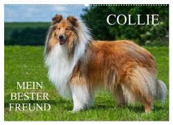 Cover-Bild zum Titel 'Collie - Mein bester Freund (Wandkalender 2026 DIN A2 quer), CALVENDO Monatskalender' von 'Sigrid Starick'