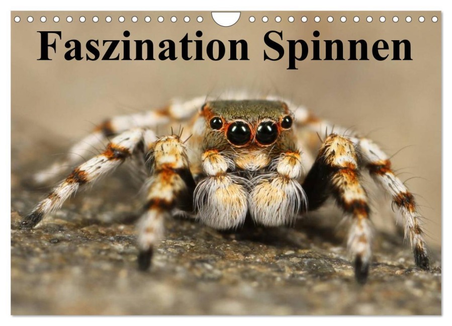 Faszination Spinnen (Wandkalender 2026 DIN A4 quer), CALVENDO Monatskalender - Elisabeth Stanzer