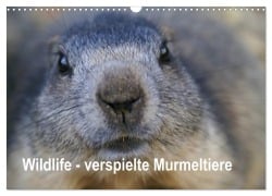 Cover-Bild zum Titel 'Wildlife - Verspielte Murmeltiere (Wandkalender 2026 DIN A3 quer), CALVENDO Monatskalender' von 'Susan Michel CH'