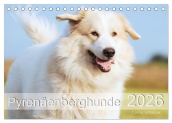 Cover-Bild zum Titel 'Pyrenäenberghunde (Tischkalender 2026 DIN A5 quer), CALVENDO Monatskalender' von 'Carola Schubbel'