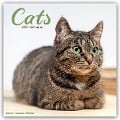 Cats - Katzen 2025 - 16-Monatskalender - Avonside Publishing