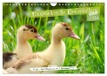 Entzückende Entenküken (Wandkalender 2024 DIN A4 quer), CALVENDO Monatskalender - Sabine Löwer