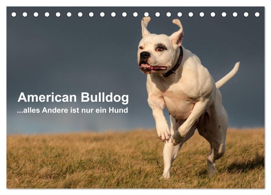 American Bulldog - alles Andere ist nur ein Hund (Tischkalender 2026 DIN A5 quer), CALVENDO Monatskalender - Denise Schmöhl