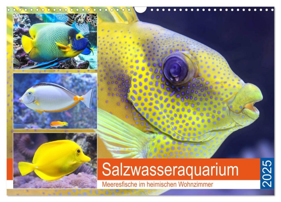 Salzwasseraquarium. Meeresfische im heimischen Wohnzimmer (Wandkalender 2025 DIN A3 quer), CALVENDO Monatskalender - Rose Hurley