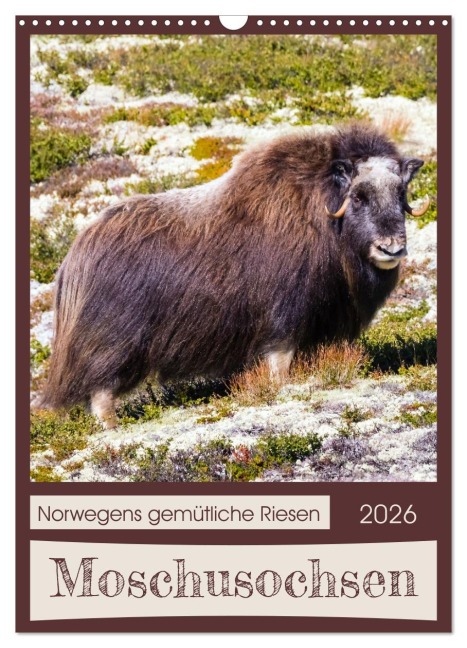 Moschusochsen - Norwegens gemütliche Riesen (Wandkalender 2026 DIN A3 hoch), CALVENDO Monatskalender - Janita Webeler